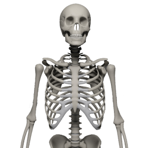 Skeleton PNG