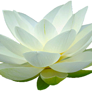 Lotus flower PNG