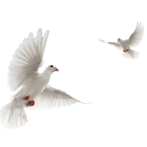 white doves PNG