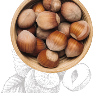 hazelnut PNG