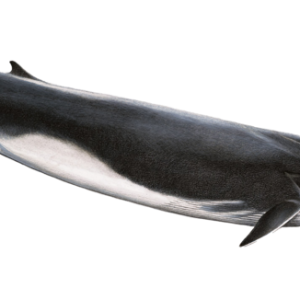 Whale PNG