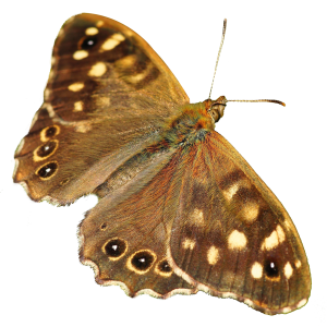 Moth PNG