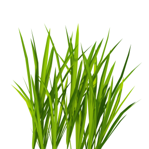 grass png image, green grass PNG picture
