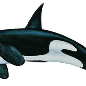 Killer whale PNG