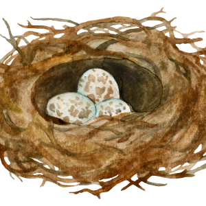 Nest PNG