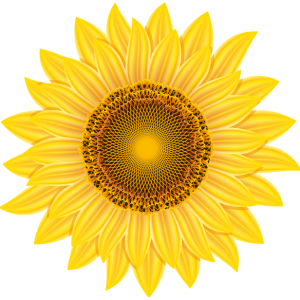 Sunflower PNG