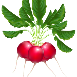 Radish PNG