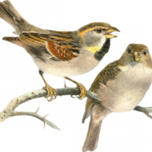 Sparrow PNG