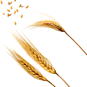 Wheat PNG