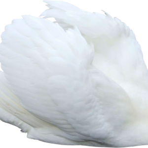 Swan PNG