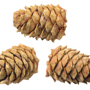 Pine cone PNG