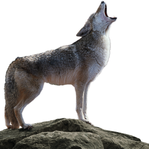 Jackal, coyote PNG