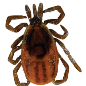 Tick insect PNG