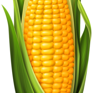 Corn PNG