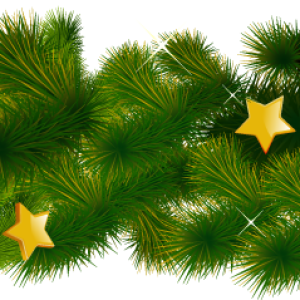 Fir-tree PNG image