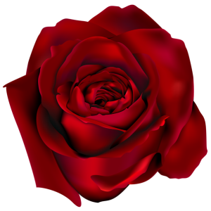 Rose PNG