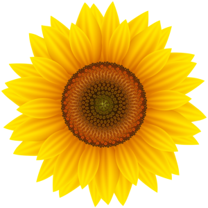 Sunflower PNG