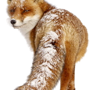 Fox PNG