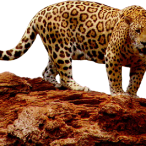 Jaguar PNG