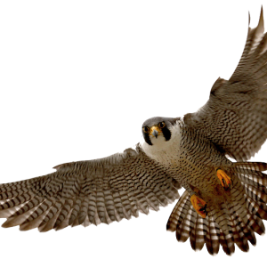 Falcon PNG