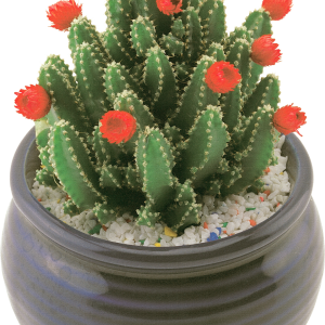 Cactus PNG image