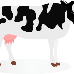 cow PNG
