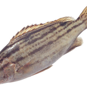 Fish PNG
