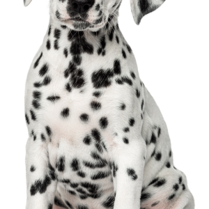 Dalmatian PNG