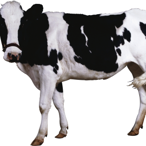 cow PNG