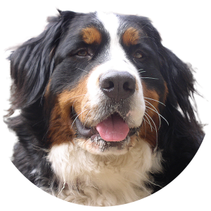 dog PNG image