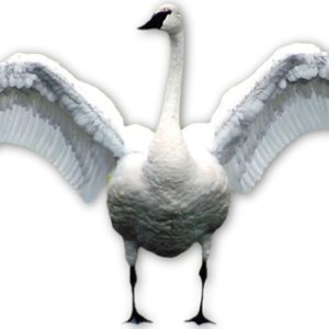 Swan PNG