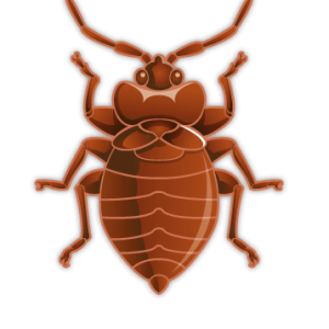 Bed bug PNG