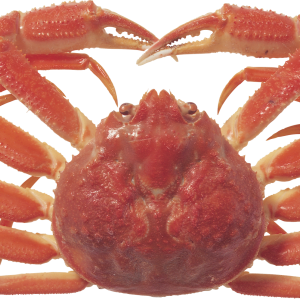 Crab PNG