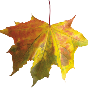 autumn PNG leaf