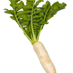 Radish PNG
