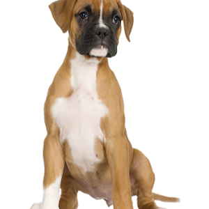 dog png image, picture, download, dogs