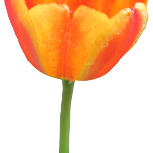 Tulip PNG image