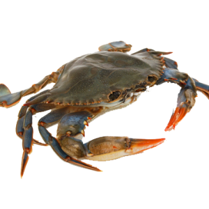 Crab PNG