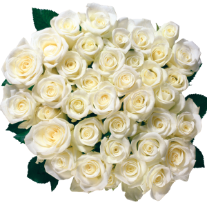 White rose PNG image, flower white rose PNG picture