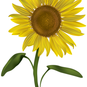 Sunflower PNG