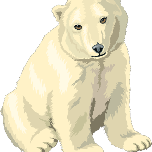 Polar white bear PNG
