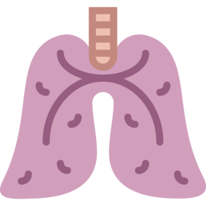 Lungs PNG
