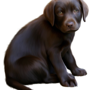 Dog PNG