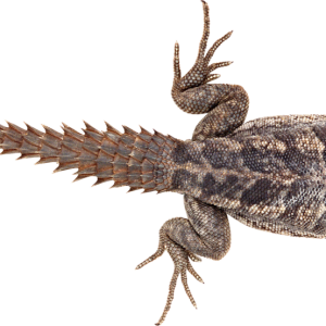 Gecko PNG