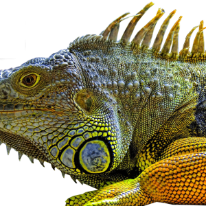 Lizard PNG