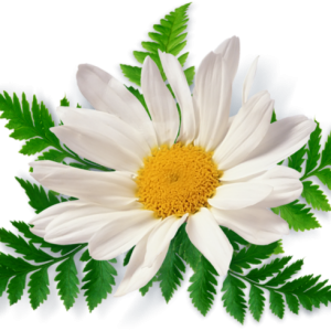 Camomile PNG image, free flower picture
