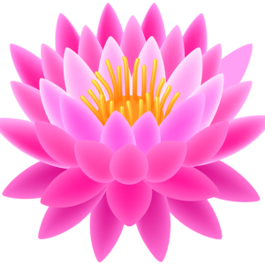 Lotus flower PNG