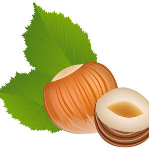hazelnut PNG