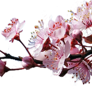 Sakura PNG