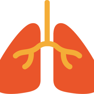 Lungs PNG